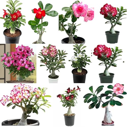 Generic DPEYARO0 Bonsai Adenium Plant, Multicolor, Pack of 10 - Image 5