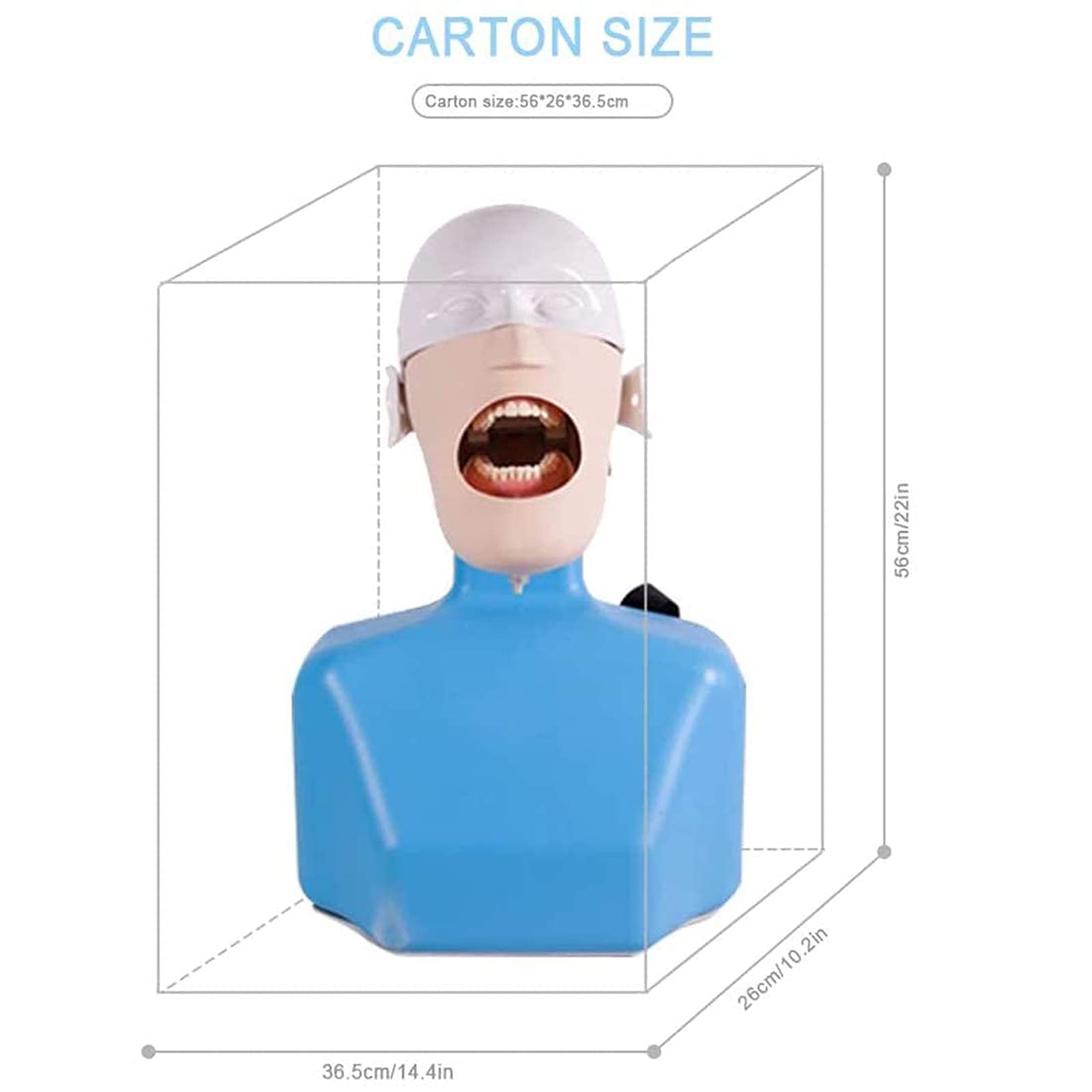 Modèle D'Enseignement, Simulateur Dentaire, Modèle De Tête D'Enseignement Dentaire, Modèle Médical Avec Simulateur De Formation Dentaire Du Corps D'Épaule Pour L'Enseignement Des Dentistes, Pratique