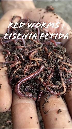 Dhara Organics Earthworm 1800+ for Compost Making 4KG (B0CP9FC636) Amazon Price History, Amazon Price Tracker