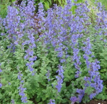 50 Blue Catmint Nepeta Mussinii Herb Flower Seeds #TOP2