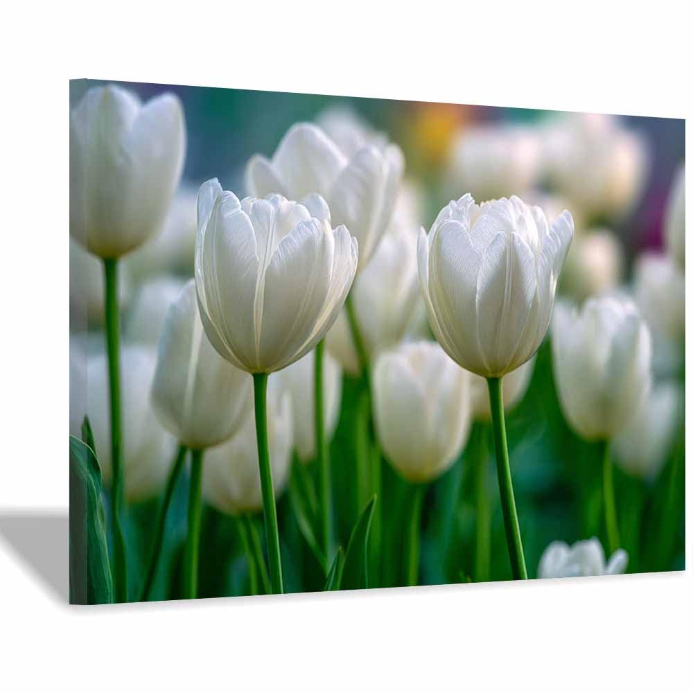 ZAMAEIU Landscape Wall Art Clusters of whites petals Modern Canvas Print On Artwork, Suitable for living room, bedroom, for Kids Room Decoretc.(white)-70x100cm Framed