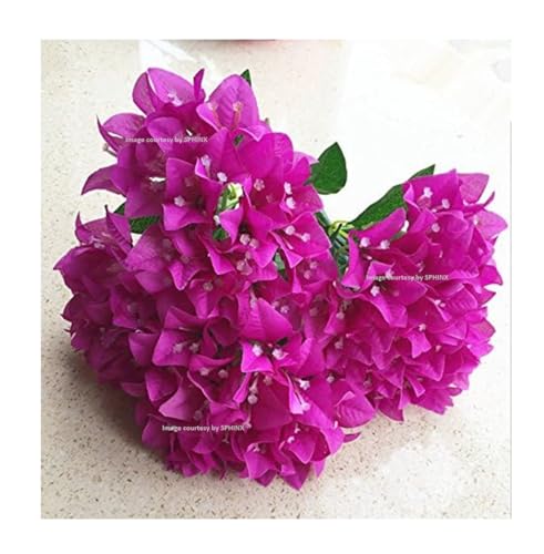 Image of SPHINX Artificial Bougainvillea 5 Heads Bunch Without Vase for Home Decor,Centerpieces, Christmas Decorations, Welcome Reception, Dinner Table decor Approx Height 50 cms- (2 Pieces, Mixed Colors)