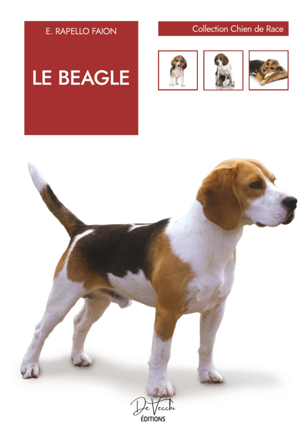 Le Beagle: caractère, éducation, alimentation et soins au quotidien