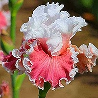 Sheila Ann Iris Creates A Carpet Of Cool Color Stunning Bearded Iris Flower Bulbs Perennial Iris Gorgeous Blooms Courtyard Flower Decoration