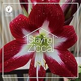 STAYING ZICCA
