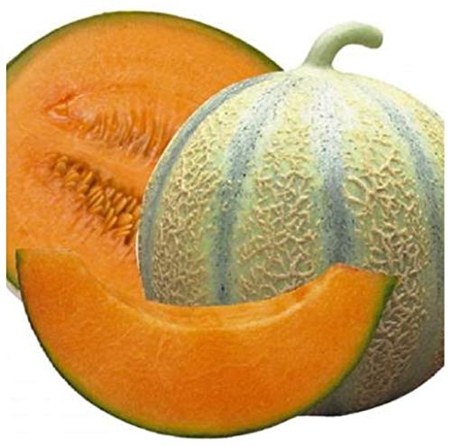 PREMIER SEEDS DIRECT - MELON -Cantaloupe di Charentais (Organic) 50 seeds