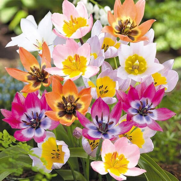 Amazon.co.jp: チューリップ 球根 原種系2色咲チューリップ福袋(3～5