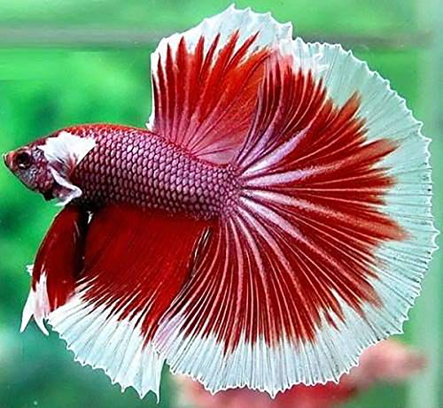 A.d.p. Uth Fish Food Fresh Water Moina Macrocopa 75 G. Tropical Fish Food Grow Faster & Color Enhancer Slow Sinking Like Pellets High Protein 74% For All Baby Fry Newborn Fish Feed & Small Fish Care #TOP5