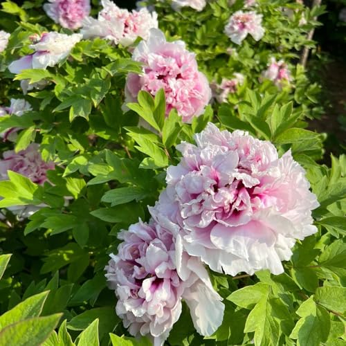 Bulbos de peonía, de balcón en resistentes al aire libre raras resistentes exterior bulbos ación temprana ación temprana primavera cortadas 2pcs