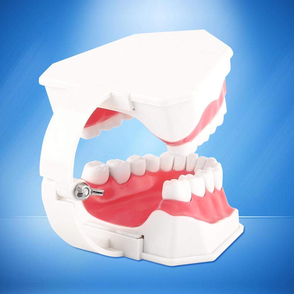 Akozon 1pc Modèle Dentaire 28 Dents Enseignement Dents Brossage Etude Démonstration Dentiste Outil