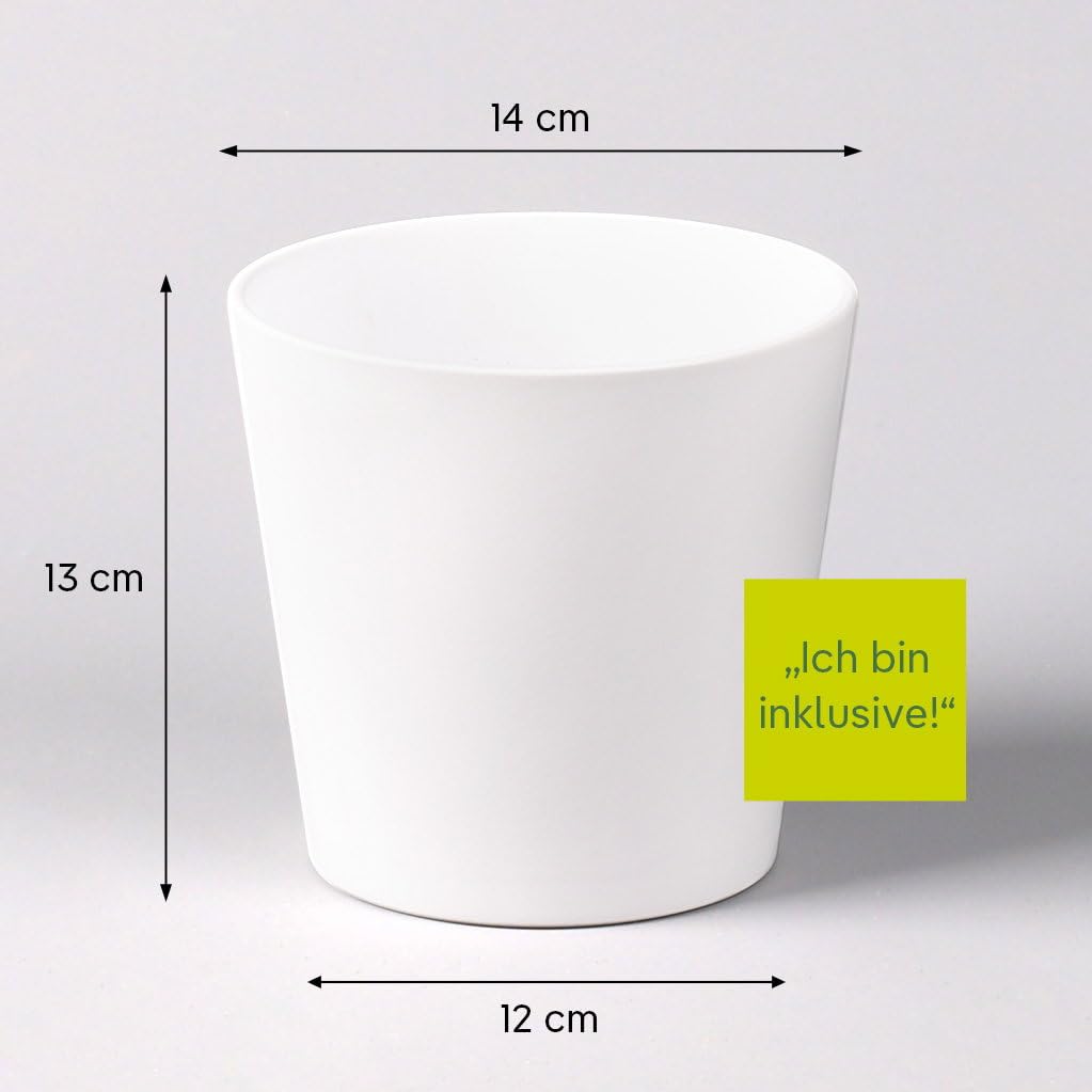 Bogenhanf in Keramiktopf Dallas weiß, Topf-Ø 12 cm, Höhe ca. 30-45 cm, 3er-Set