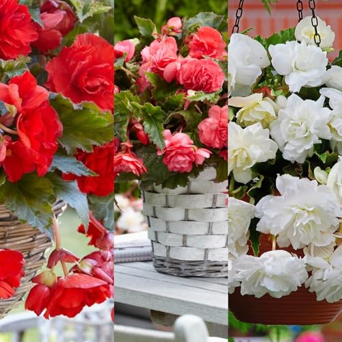 Carbeth Plants - 10 x Trailing Begonia Pendula Mixed Tubers - Summer Bulbs - Hanging Begonia Flowers - Planting in Garden Hanging Baskets, Pots, Containers