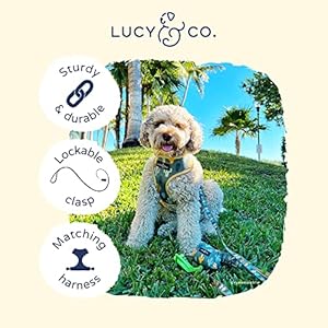 Lucy & Co. 5 Foot Designer Dog Leash –Leash for Small, Medium or Big Dogs or Puppies Puppy Leash – Pet Accessories & Supplies (Looking Sharp, Large) Lucy Co 5 Foot Designer Dog Leash Leash for Small Medium or Big Dogs or Puppies Puppy Leash–Pet Accessories Supplies Looking Sharp Large