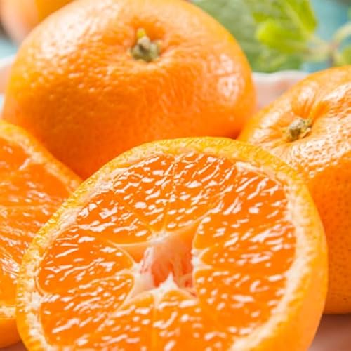 n ݂ I񂾌I_ Lc݂  3kg 󂠂 TCY召 ƒpya̎RELcYzyoדCEwsz t[c ʕ  k ƒ Mtg NX}X Ε p