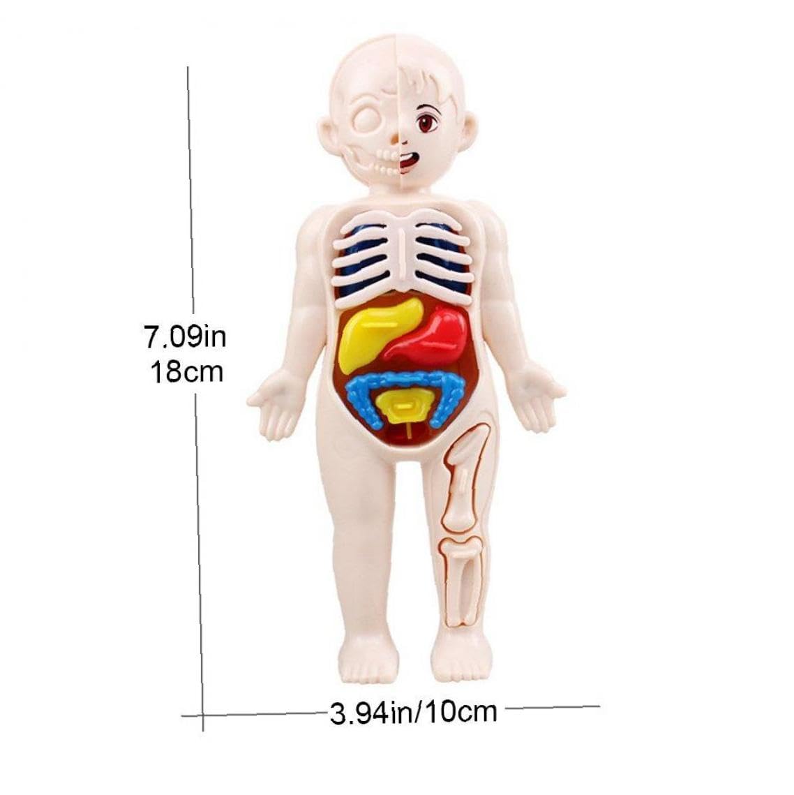 Understanding the Human Being モンテッソーリ 子育 Understanding the Human Being モンテッソーリ 子育
