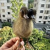 CEZUIC 1PC Specimen Making Eurasian Duck Specimen Teaching/Decoration