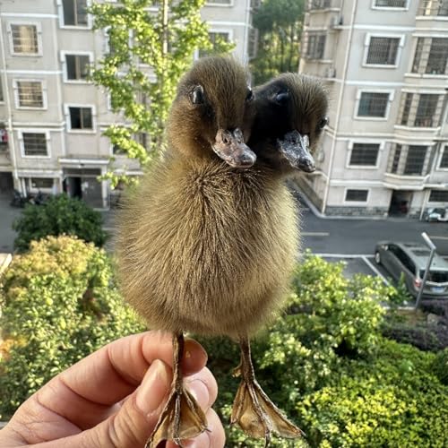 CEZUIC 1PC Specimen Making Eurasian Duck Specimen Teaching/Decoration