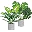 Monstera