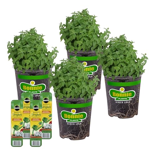 Bonnie Plants Catnip, Live Plants, with Miracle-Gro Pour & Feed