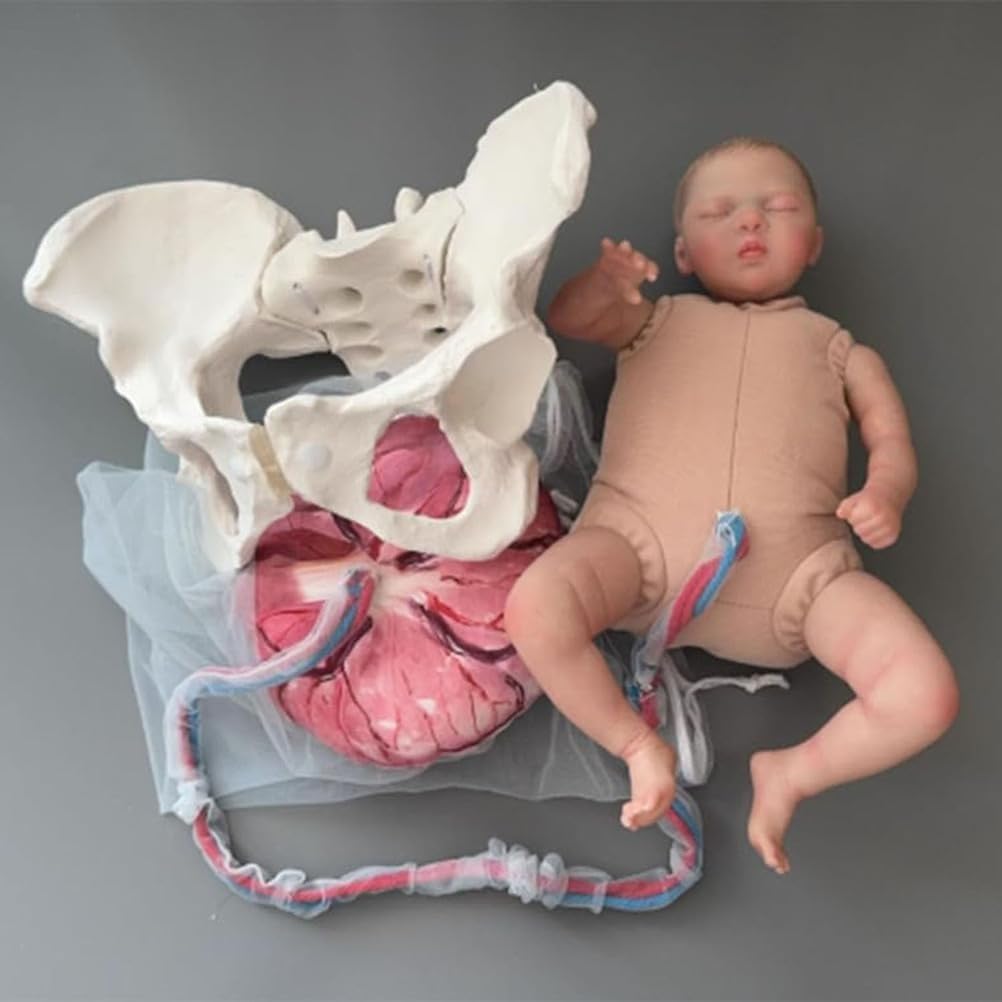 AGRUOPNC Pelvis Mannequin Model for Childbirth Demonstration, 5 in 1 Birth Simulator, Anatomical that Includes Baby, Amnion, Umbilical Cord, and Placenta Models