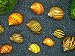 6 Nerite Snails COMBO PACK (Neritina natalensis) - 3 Tiger Nerite Snails, 3 Zebra Nerite Snails - Live Snails by Aquatic Arts