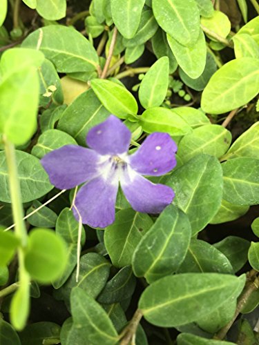 8 Vinca Plants Periwinkle/Vinca - Hardy Groundcover 8 Plants in 4 inch Pots