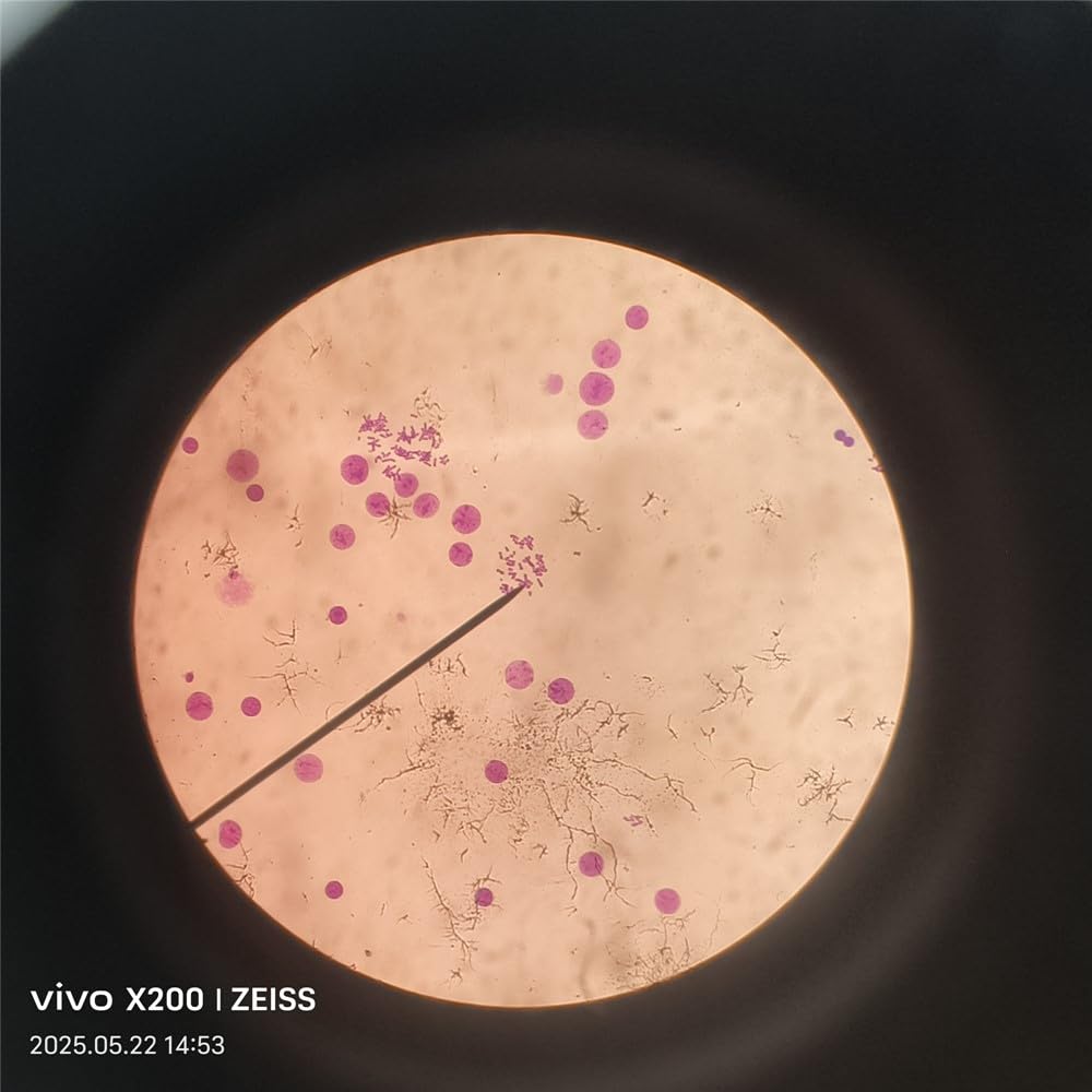 30PCS Set Cell Biology and Genetics HM and Animal Microscope Prepared Slides