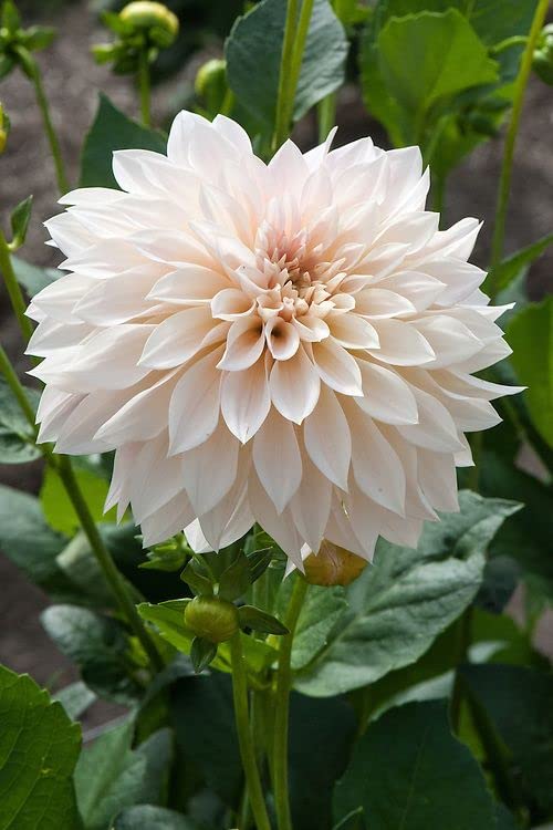 Siddhi Vinayak Gallery® Draft dahlia bulbs,dahlia flower,bonsai flower