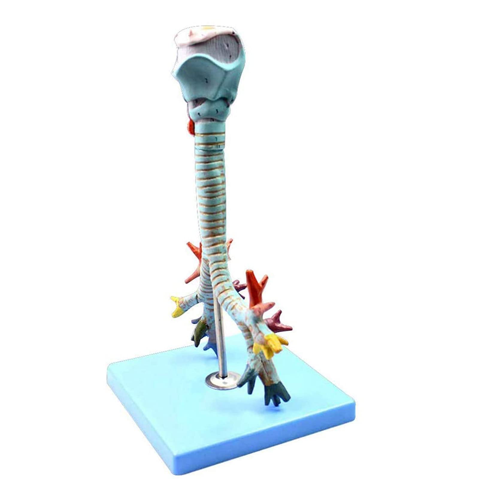 Anatomiemodelle, Anatomisches Kehlkopfmodell, Demonstration der Lungenbronchoskopie