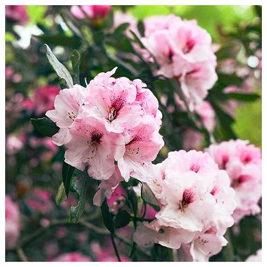 Rosebay Rhododendron Flowering Shrub Seeds