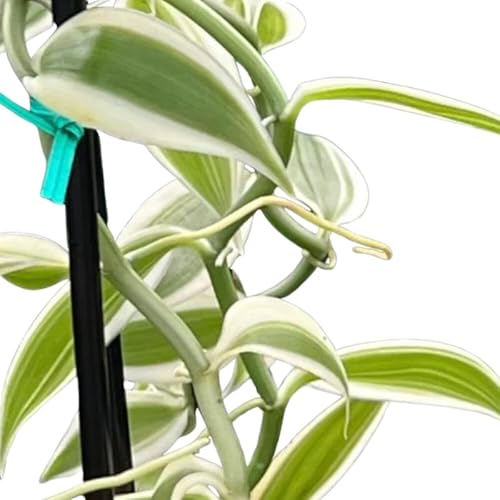 Vanilla Orchid Plant, Variegated Vanilla Planifolia Live Plant, Vanilla Bean Orchid Plant, Vanilla Vine for Planting Indoor Outdoors 4