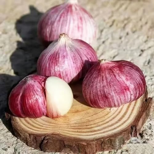 semillas de ajo-plantar ajo,de balcón,decoración de jardín exterior.camas elevadas para jardín 350pcs