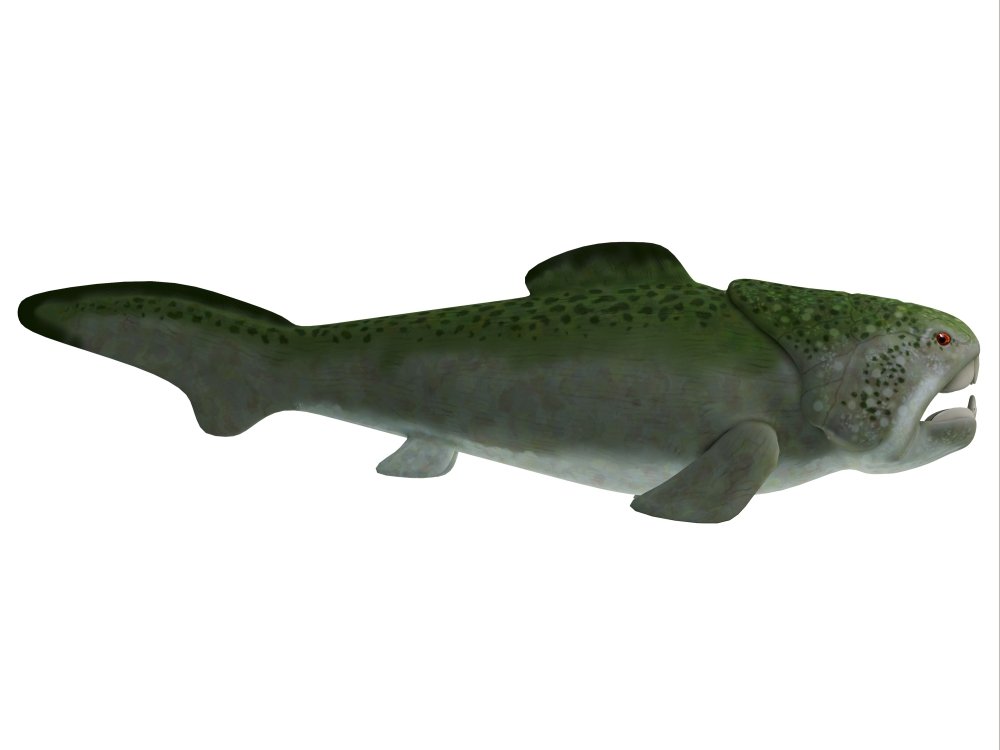 Amazon.com: Posterazzi Dunkleosteus is an extinct placoderm fish