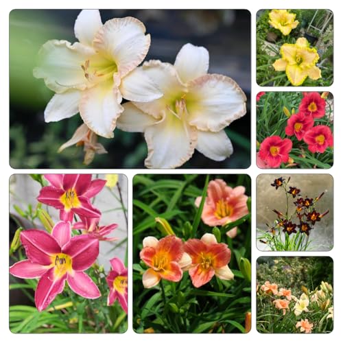 azucenas de jardín resistentes invierno decoración semillas trepadora semillas oficina interior 700pcs