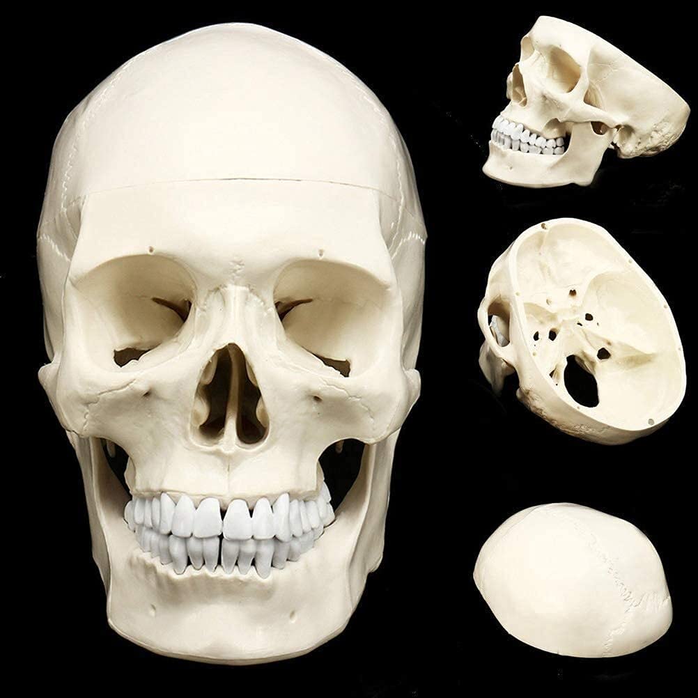 Modelo anatómico Modelo cráneo Modelo anatómico Humano Medicina Cráneo Anatomía Humana Anatomía Estudio del Modelo Esqueleto