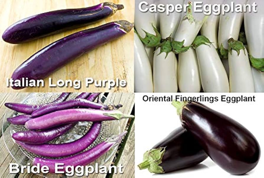 water eggplant Eggplant Seeds - Black Beauty Ripens Early with High Yields