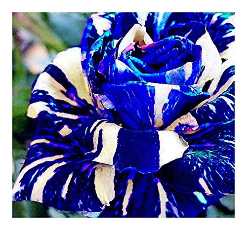 Exotic Plants Adenium obesum Rare Blue - Wüstenrose - 3 Samen Cover