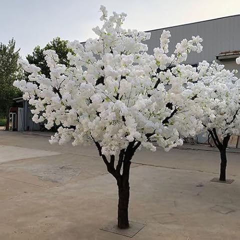 Arbre de Cerisier Blanc Quepiem Cover