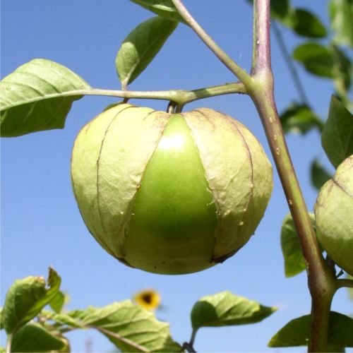 Cisineros Tomatillo, 50 Semi, Non-GMO