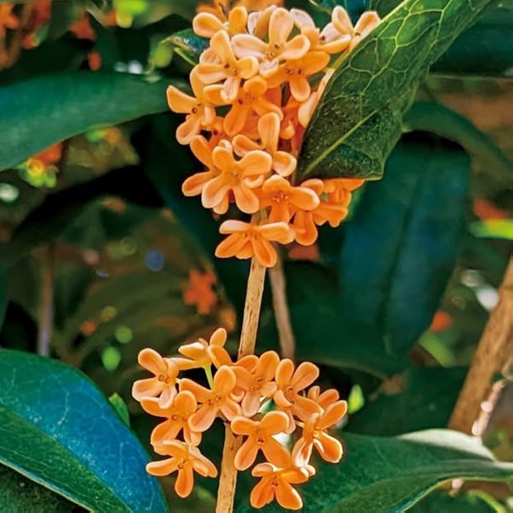 Amazon.co.jp: 花木苗 キンモクセイ 1株 / 国華園 23年秋商品 : DIY