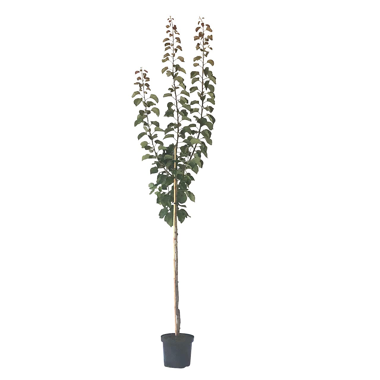Hargrand Aprikose süße Frucht Halbstamm, ca. 150-170 cm im 10 Liter Topf, St. Julien A