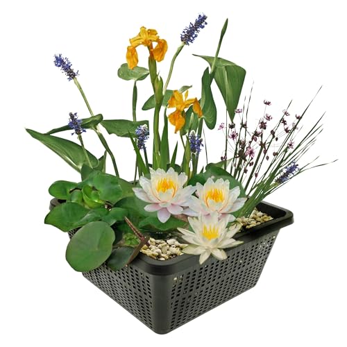 Mini Seerosen Die 15 besten Produkte im Vergleich Aquaristik