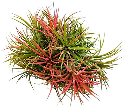 POWERS TO FLOWERS - TILLANDSIA DELL'ARIA MAGIC RED, PIANTA MADRE, pianta vera