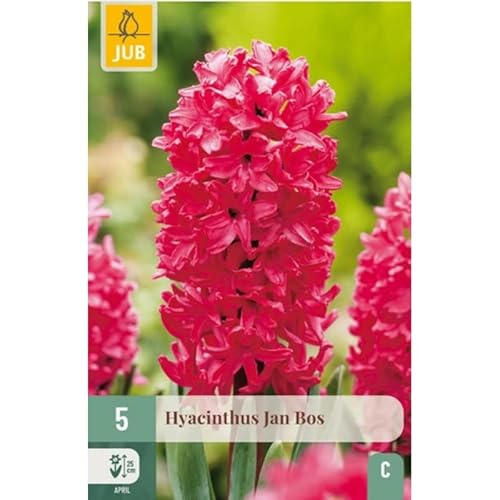 Jub - Bulbes Jacinthe Jan Bos Parfum rosé x5