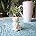 NW Wholesaler 2.25 Inch White Ceramic Cat Shaped Air Plant Holder - (Ceramic Only) Table Top Display Animal Shaped Planters and Vases for Air Plants and Other Mini Plants