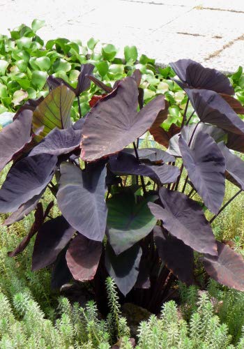 Blumenzwiebel - Coco-Yam/Elefantenohr /" Black Magic" / 1 Knolle (Colocasia  esculenta) : Amazon.de: Garten