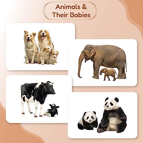 Image of Hungry Brain Animals & Their Babies Flash Cards for Toddlers & Kids | Montessori Early Learning Cards for Babies | Educational Toy for Ages 3 Months to 6 Years | Fun Preschool Activity & Gift