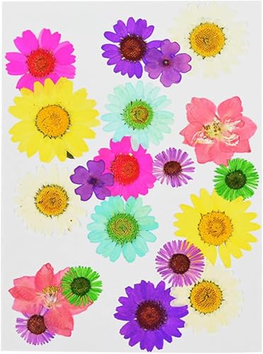 Pequeñas flores secas para prensar con diseño crisantemo miniatura 1