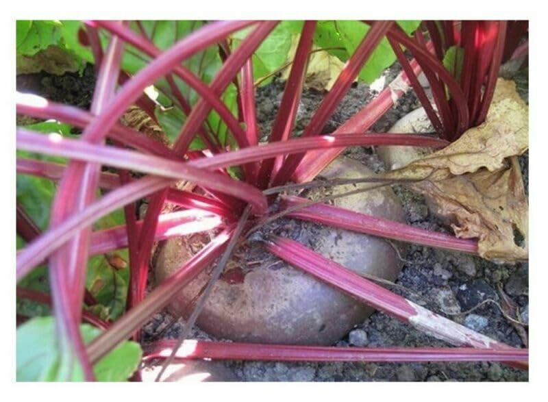 Buy4seeds Seed Tape Beetroot Boltardy 300 Seeds Simple to Grow