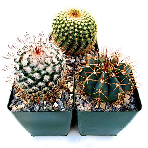 Cactus Plants. Variety Package of Indoor or Outdoor Cacti Plants for Gardens, Home Decor or Gifts (3)